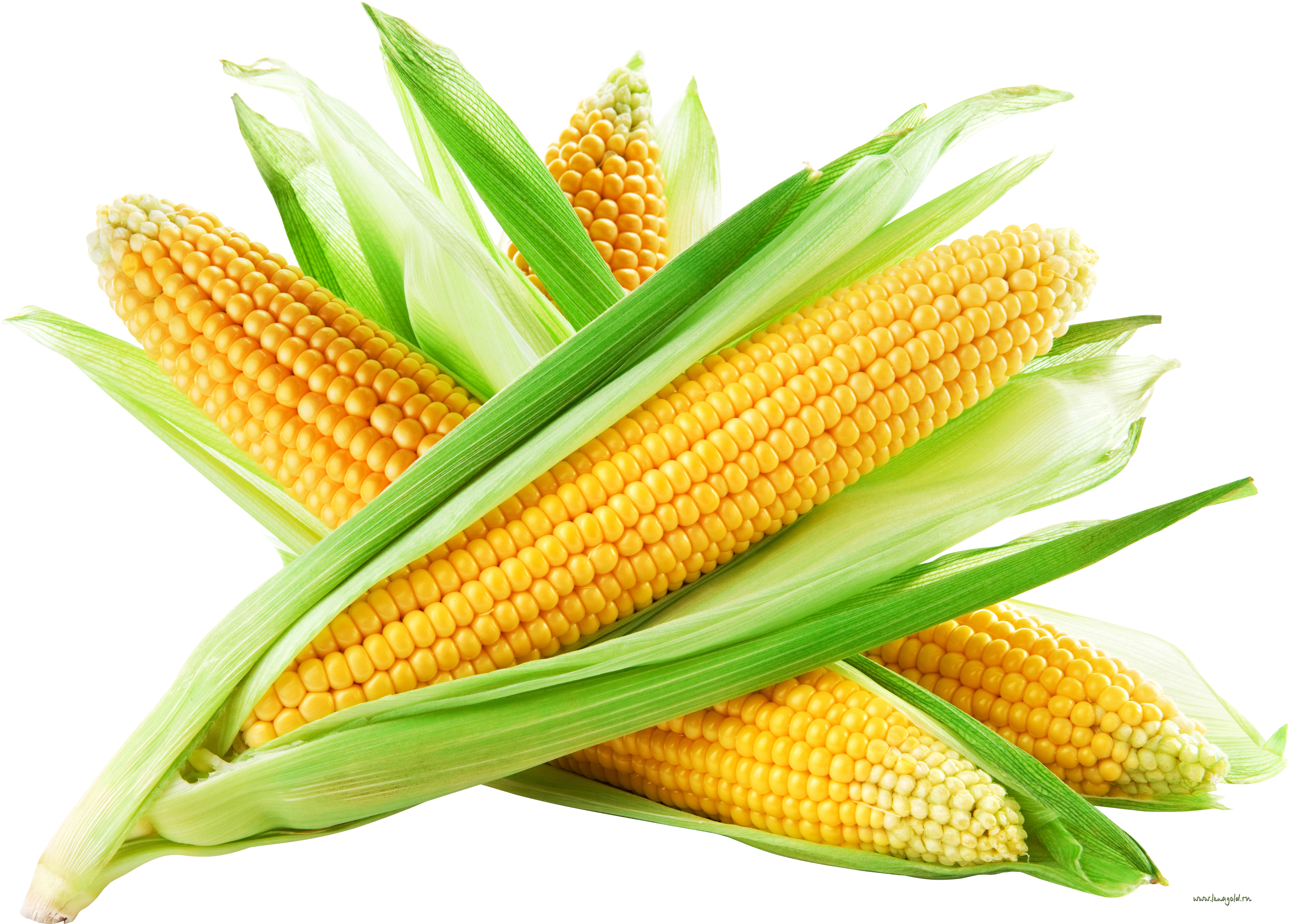 corn