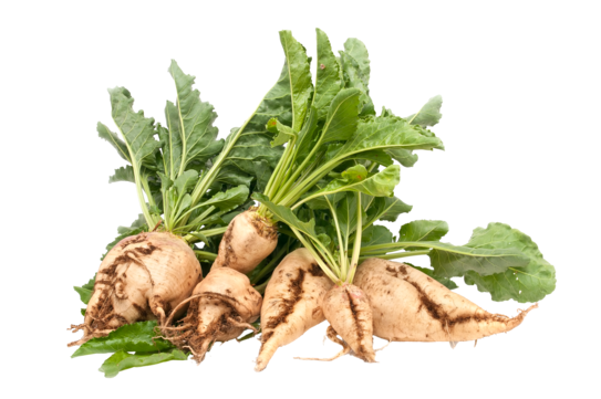 sugar beet